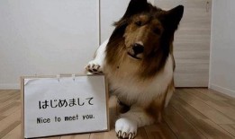 花母狗手机在线观看,温情治愈，宠物与人类的情感纽带